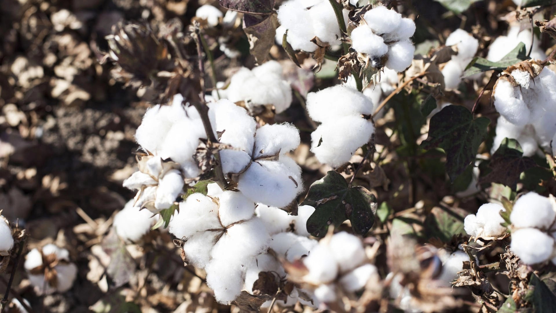 Why Organic cotton?